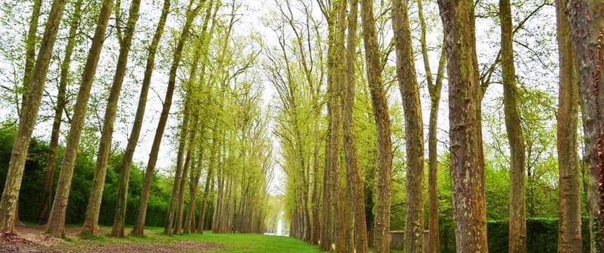 Tree-lined avenue in a park